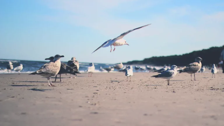 Seagulls on a beach